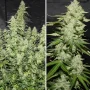 Семена конопли Auto Glueberry O.G.® от Dutch Passion